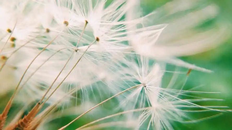 【摄影达人·xshot】蒲公英的梦