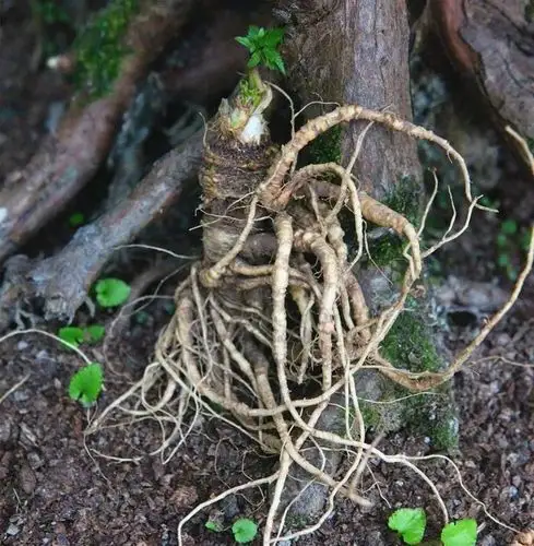 预售5天内发货清心湖野生当归50克新鲜野生现挖现卖产量极少