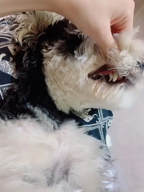 我家狗子既然有两颗犬齿06