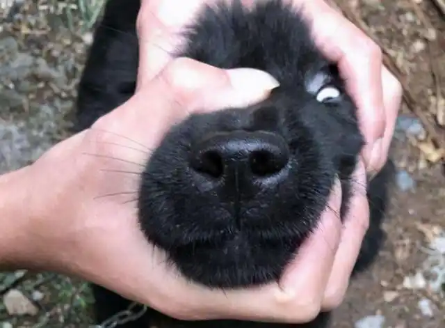 不建议养黑狗的原因,这几个"缺点"很明显!