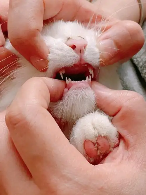 【讨论】换牙期,上面四颗大犬牙正常吗