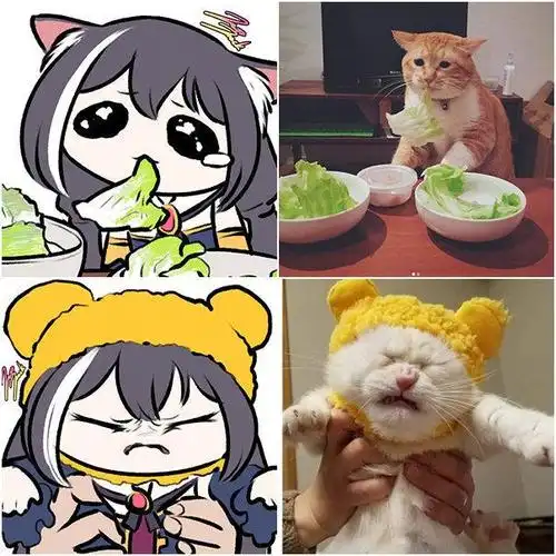 画师大佬把猫咪和公主连结做了结合,快给我变|养猫|猫耳|猫娘_网易