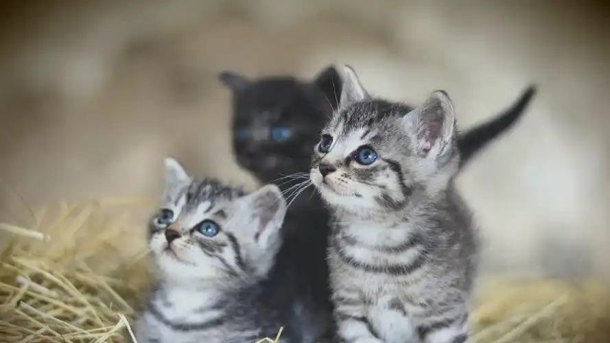 可爱猫咪高清mac动态壁纸_mac小美人儿-站酷zcool