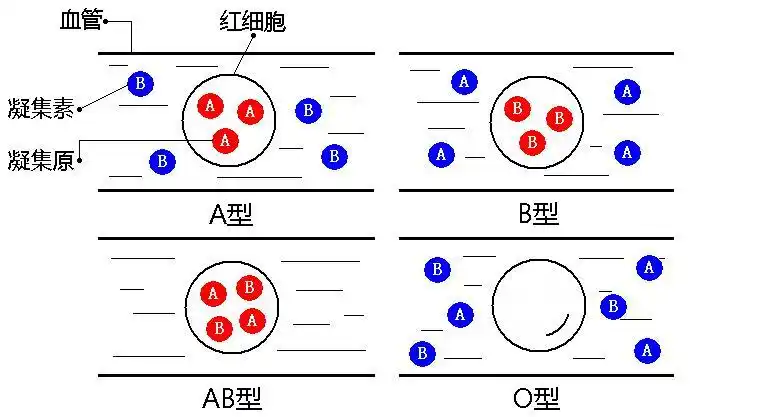 【资料向】血型与饮食健康,及其他血液方面的知识