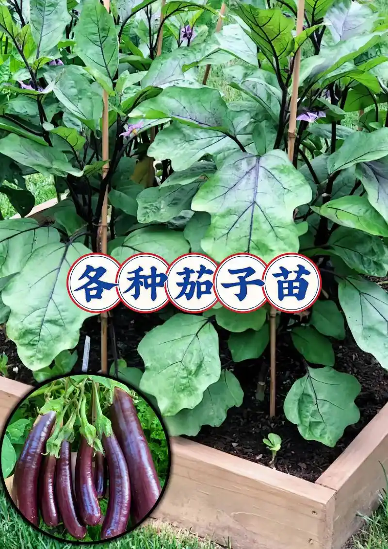 万物皆可种——轻松种出美味茄子.