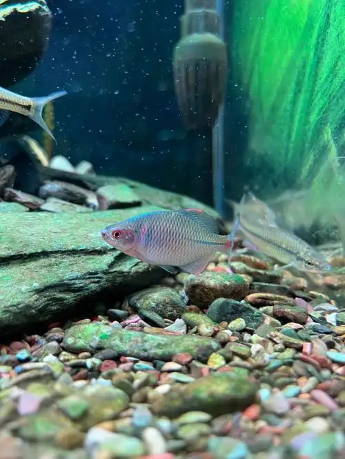 原生缸  #溪流缸  #鳑鲏  #鳑鲏鱼