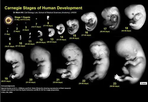 胎儿最先长哪个器官?