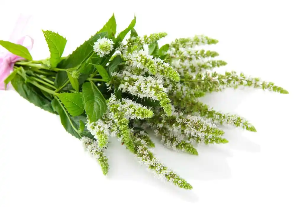 新鲜的薄荷花白色上孤立