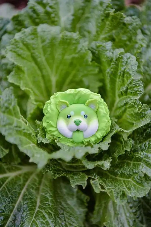 蔬菜精灵|白菜地里长狗狗了