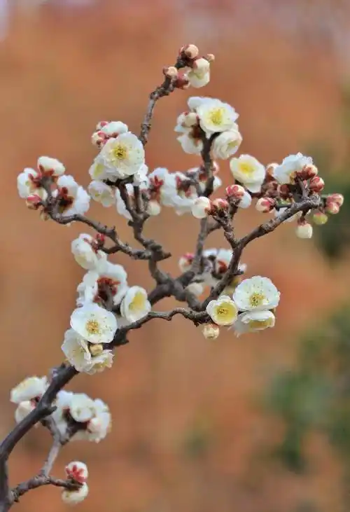 冬日"梅"好时光已至,一起去赏梅吧~_梅花_地址_品种