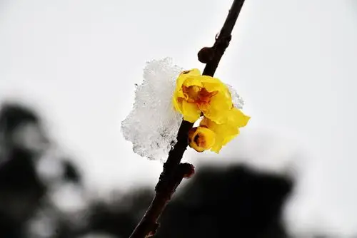 上窑洞山居雪中赏梅