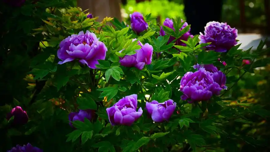 牡丹真国色 人间春世界 - 美篇