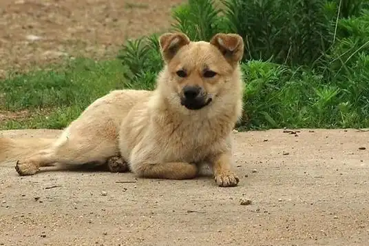老外的看家狗叫名犬中华田园犬却叫土狗