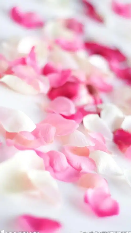 浪漫玫瑰花瓣h5背景