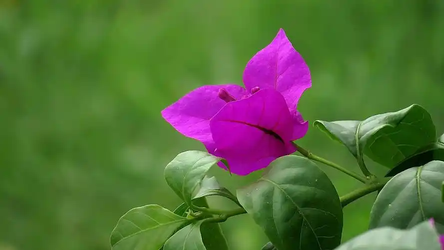 紫色三角梅,高清图片,电脑桌面-壁纸族