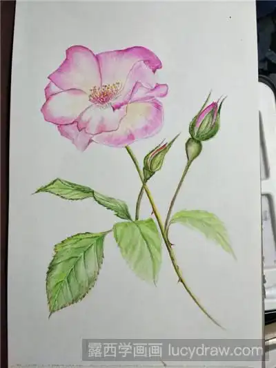 水彩画教程教你画玫瑰花