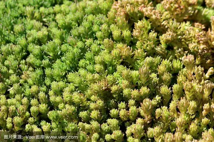 厚的,景天属植物,多年生植物,植物,背景