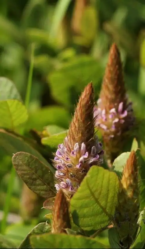 其特点是花序总状顶生,花朵排列紧密,苞片密生灰色毛,看起来像狐狸