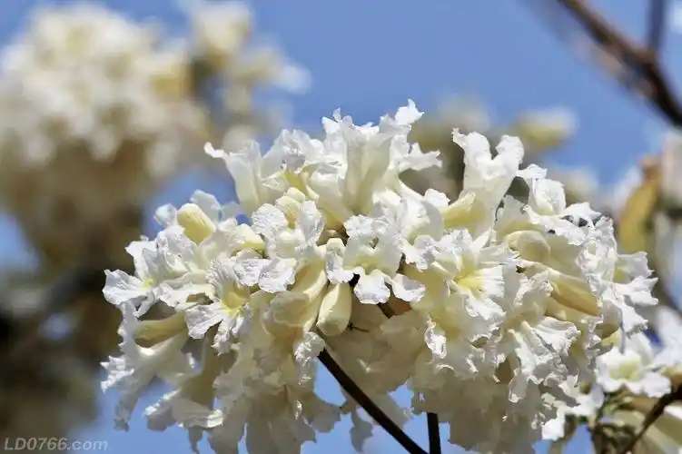 开白色花的风铃花
