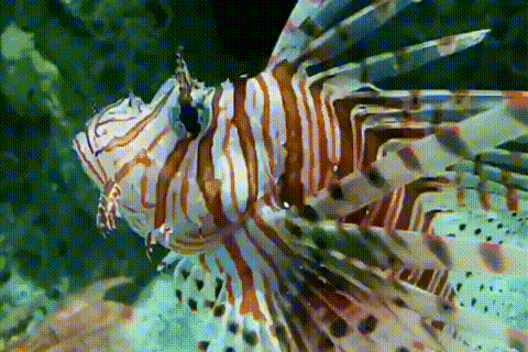 480_320gif 动态图 动图