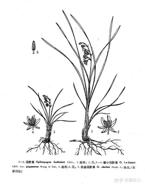 植物与我细叶麦冬