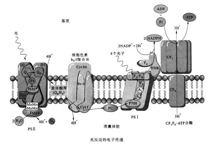 光系统Ⅱ中的天线色素分子吸收光,并将光能传递给反应中心p680,p680