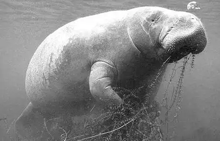 周星驰电影美人鱼出现神秘人物 探秘原型其实是海牛(组图)