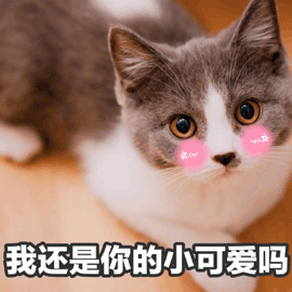卖萌gif小可爱gif猫gif