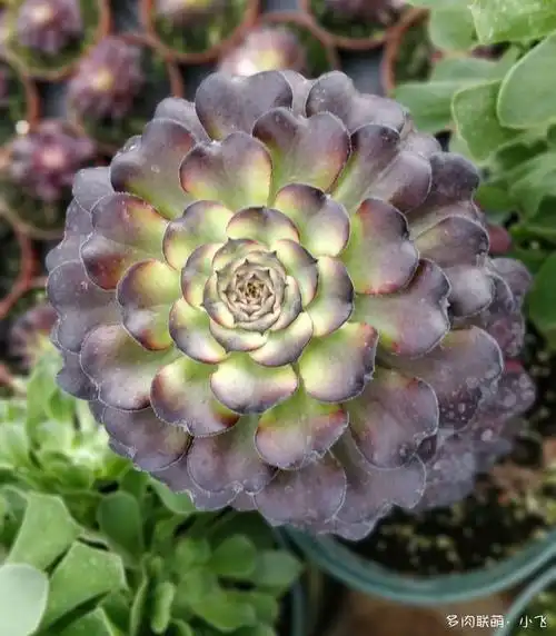 法师新品美娅法师培育记