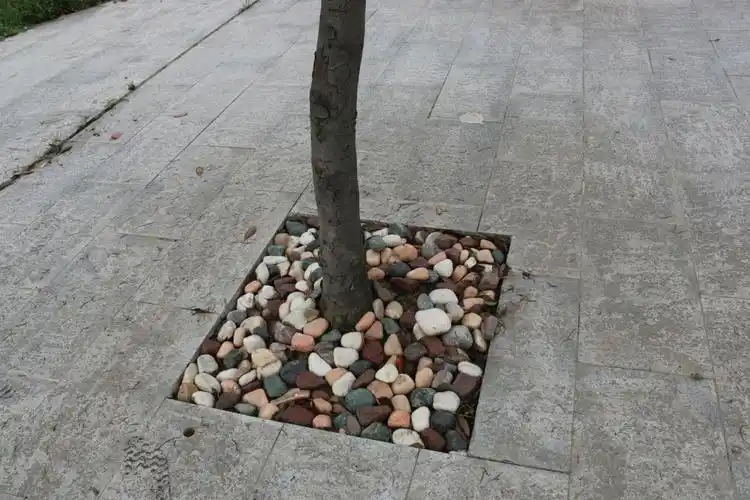 "鹅卵石式","鲜花式"树坑