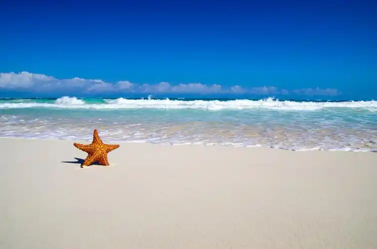 海滩,与大海, 沙滩和海景海星