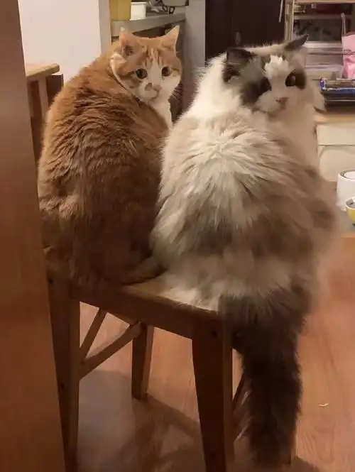 橘猫16斤布偶只有9斤真的好蓬松