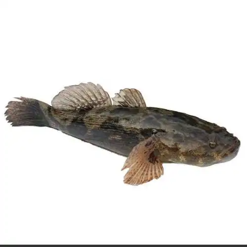 展开全部 笋壳鱼