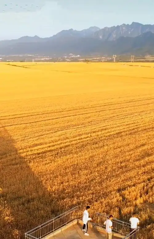 北方小麦黄了金灿灿的一片美不胜收麦田里的收割机忙个不停