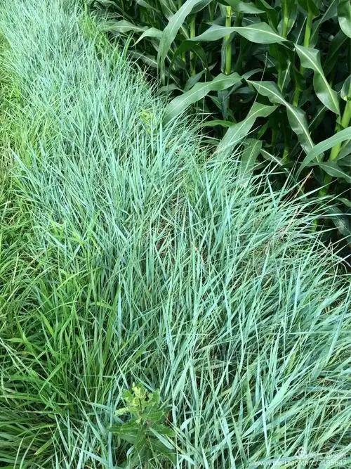 2017-07-29回乡观草记