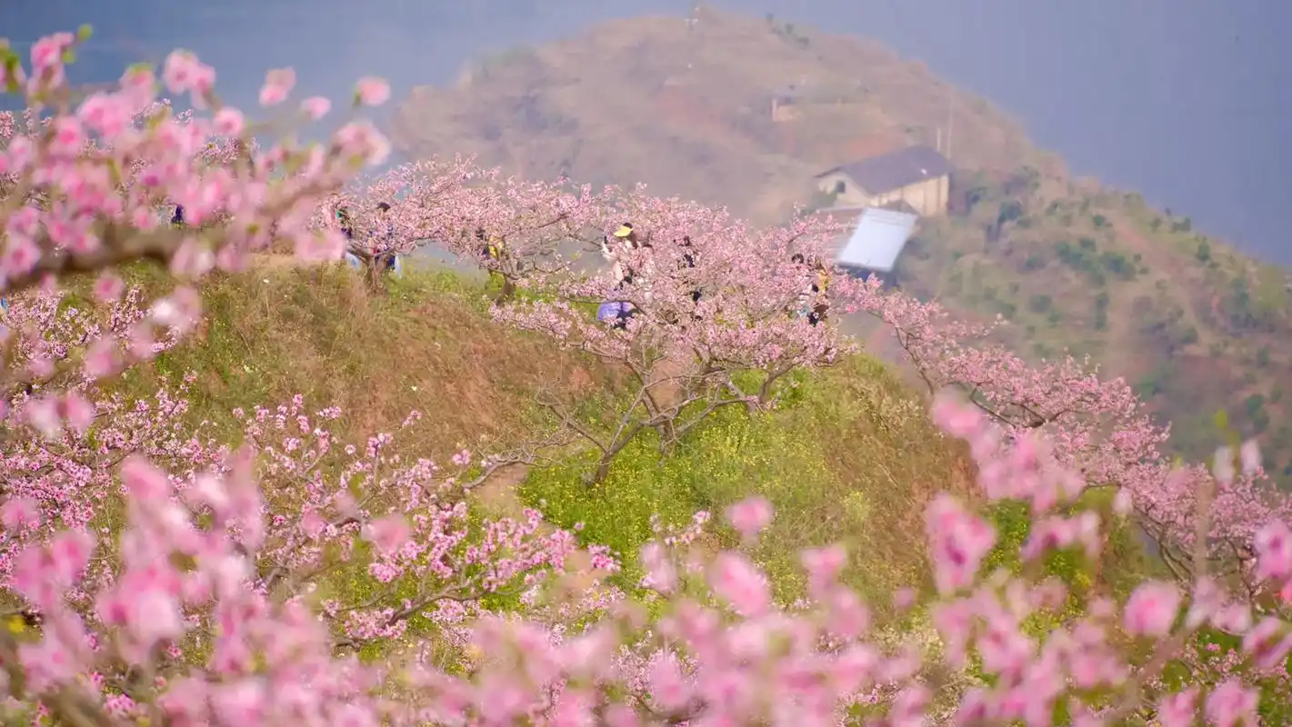 桃花开满天台山#风景如画的地方 #唯美意境 #春暖花开 - 抖音