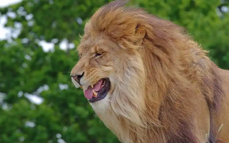 狮子壁纸2048x1536分辨率下载,狮子壁纸,高清图片,壁纸,动物-桌面城市