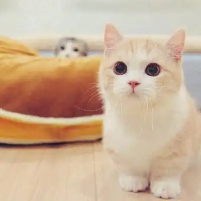 猫咪头像萌图片 高清可爱猫咪头像大全