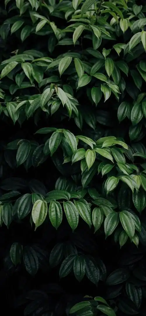 护眼壁纸|放慢脚步,感受生活的慢节奏