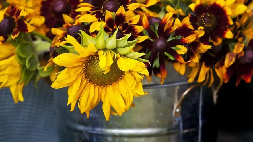 向日葵背景 壁纸 - 1920x1080 全高清