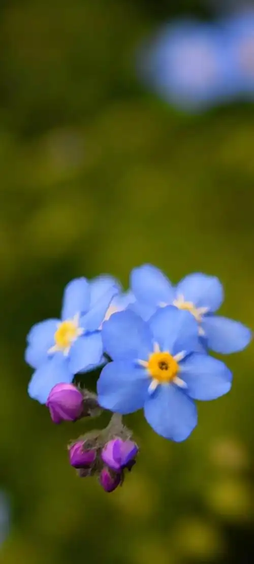 壁纸分享美丽的花朵不用长高自有人会弯腰去欣赏它