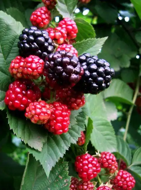 479_646竖版 竖屏