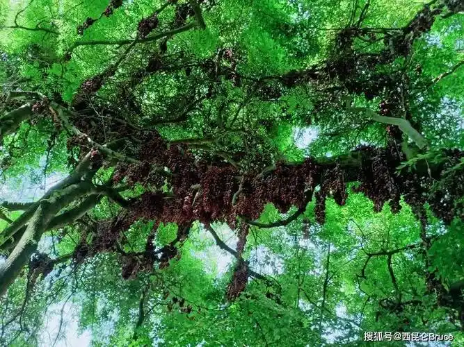 湖北竹山发现巨型古藤,冠幅1200㎡,"司藤"有何神奇_十堰_生态_效果