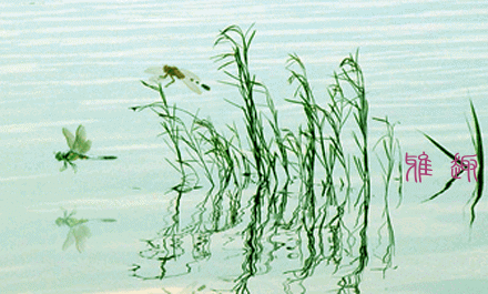 自编[蜻蜓戏水.奇景-3]gif图及网易博客特效代码大全.水纹图在线制作.