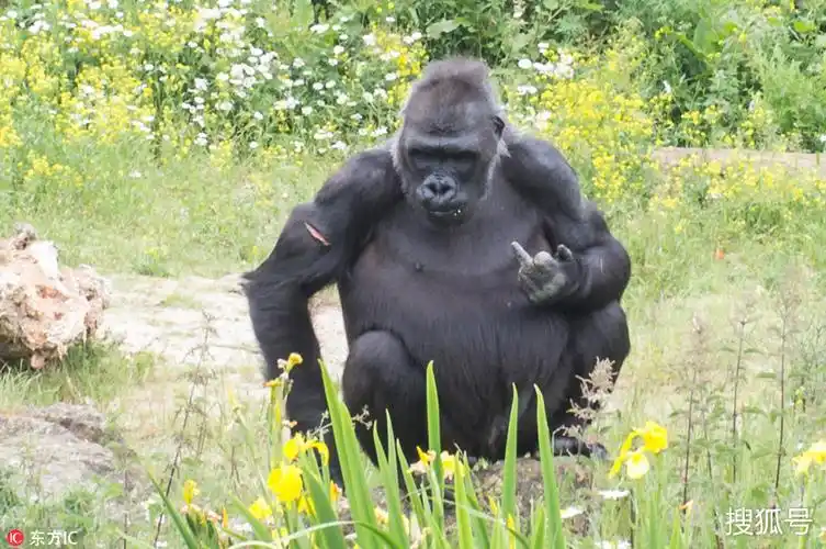 不满被观赏?英国动物大猩猩朝游客竖中指
