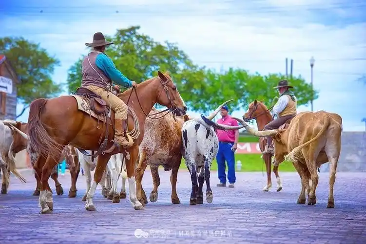 美国德州 感受狂野西部的牛仔生活