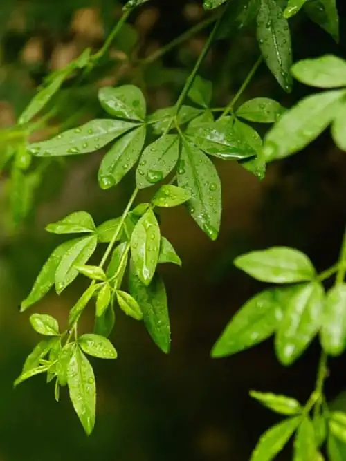 护眼绿色索尼微单摄影