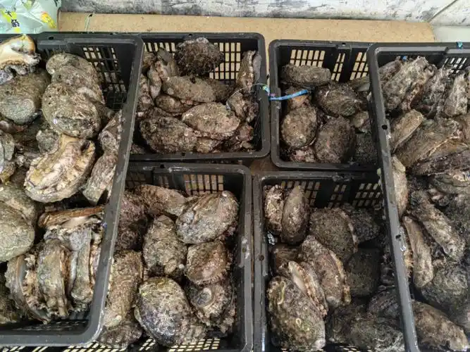 做海鲜,我们是认真的,不会滥竽充数,缺斤短两.