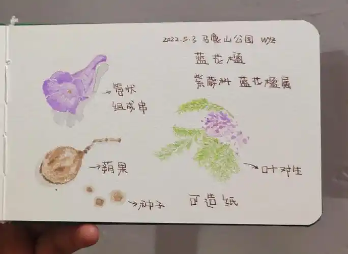 笔记大自然蓝花楹