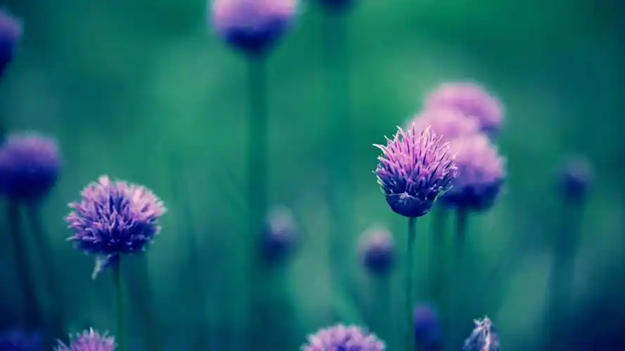 唯美花儿意境,高清图片,电脑桌面-壁纸族